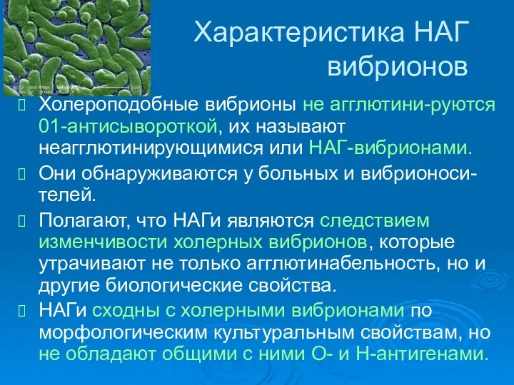 Характеристика НАГ вибрионов Холероподобные вибрионы не агглютини-руются 01-антисывороткой, их называют