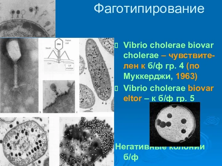 Фаготипирование Vibrio cholerae biovar cholerae – чувствите-лен к б/ф гр.