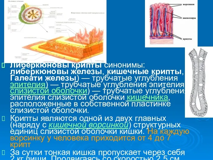 Либеркюновы крипты синонимы: либеркюновы железы, кишечные крипты, Галеати железы) —