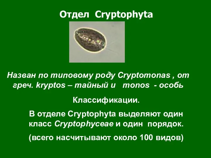 Отдел Cryptophyta Классификации. В отделе Cryptophyta выделяют один класс Cryptophyceae