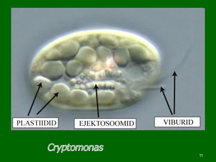 Cryptomonas