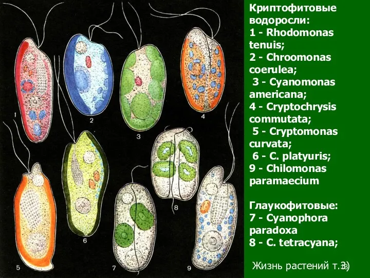 Криптофитовые водоросли: 1 - Rhodomonas tenuis; 2 - Chroomonas coerulea;