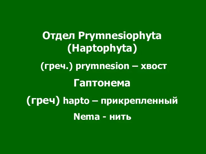 Отдел Prymnesiophyta (Haptophyta) (греч.) prymnesion – хвост Гаптонема (греч) hapto – прикрепленный Nema - нить