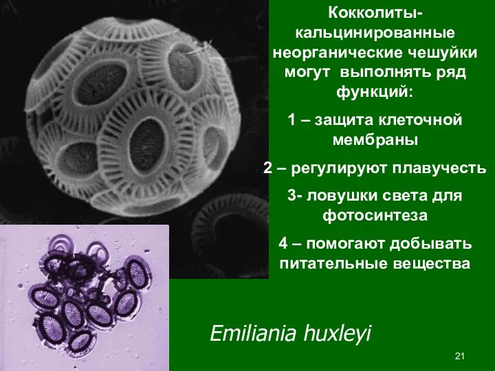 Кокколиты- кальцинированные неорганические чешуйки могут выполнять ряд функций: 1 –