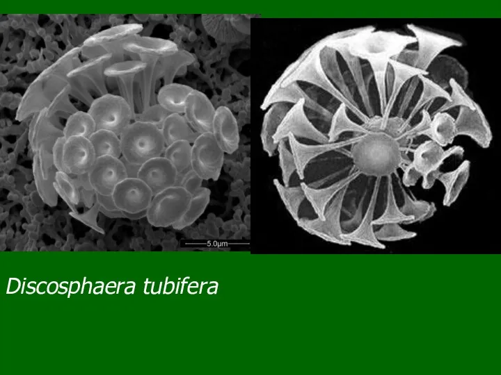 Discosphaera tubifera