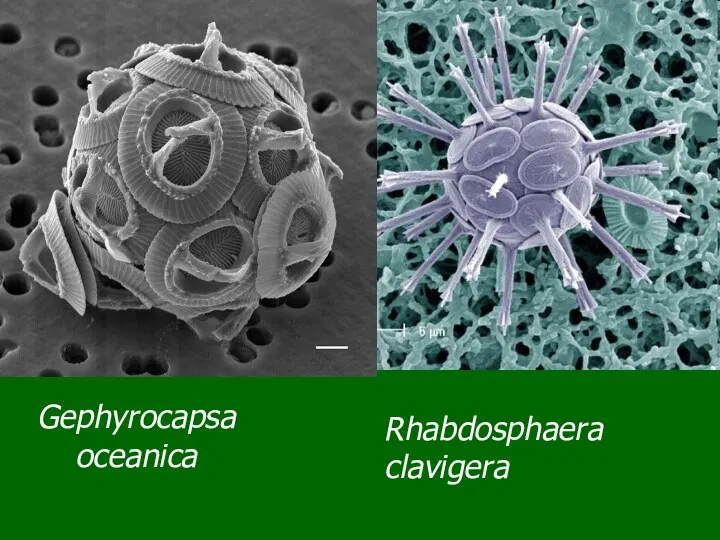 Gephyrocapsa oceanica Rhabdosphaera clavigera