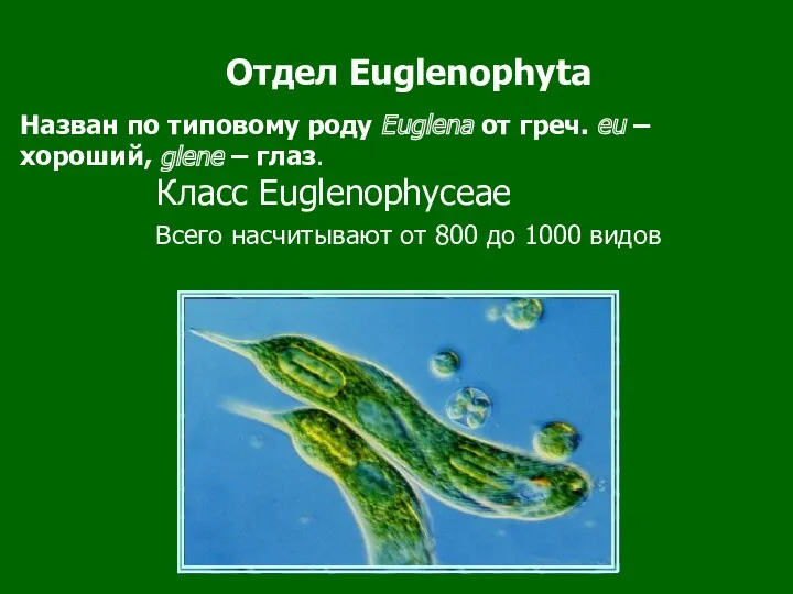 Отдел Euglenophyta Класс Euglenophyceae Всего насчитывают от 800 до 1000