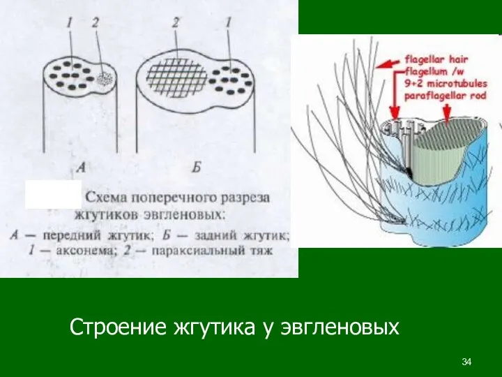 Строение жгутика у эвгленовых