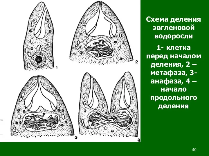 Схема деления эвгленовой водоросли 1- клетка перед началом деления, 2