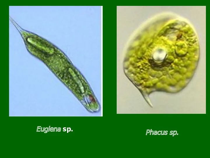 Euglena sp. Phacus sp.