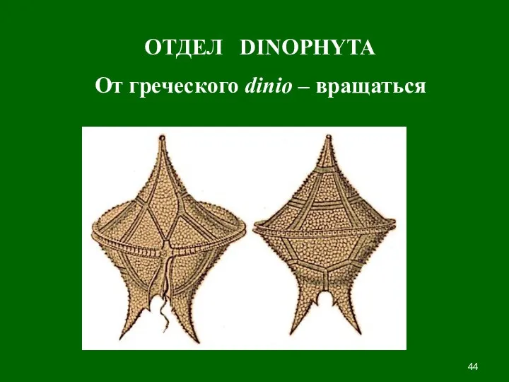 ОТДЕЛ DINOPHYTA От греческого dinio – вращаться