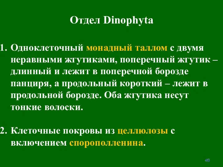 Отдел Dinophyta Одноклеточный монадный таллом с двумя неравными жгутиками, поперечный