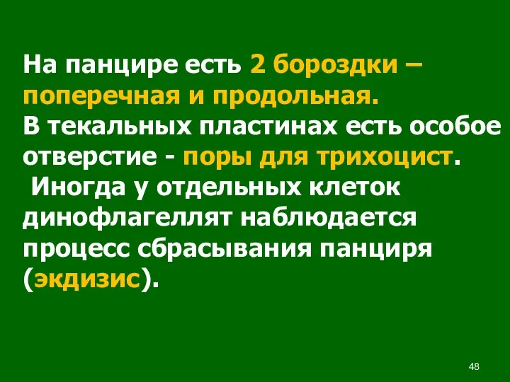 На панцире есть 2 бороздки – поперечная и продольная. В