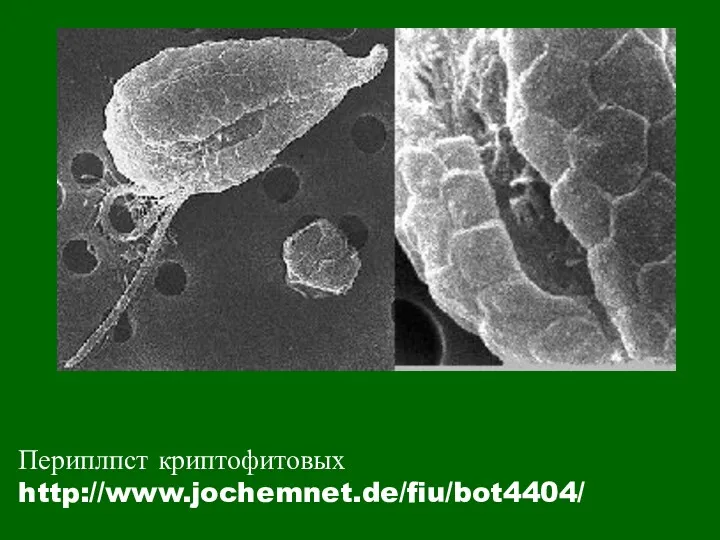 Периплпст криптофитовых http://www.jochemnet.de/fiu/bot4404/