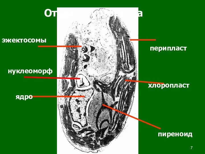 эжектосомы хлоропласт ядро пиреноид перипласт нуклеоморф Отдел Cryptophyta