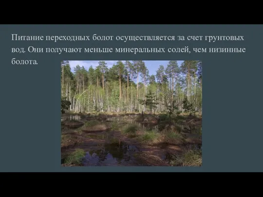 Питание переходных болот осуществляется за счет грунтовых вод. Они получают меньше минеральных солей, чем низинные болота.