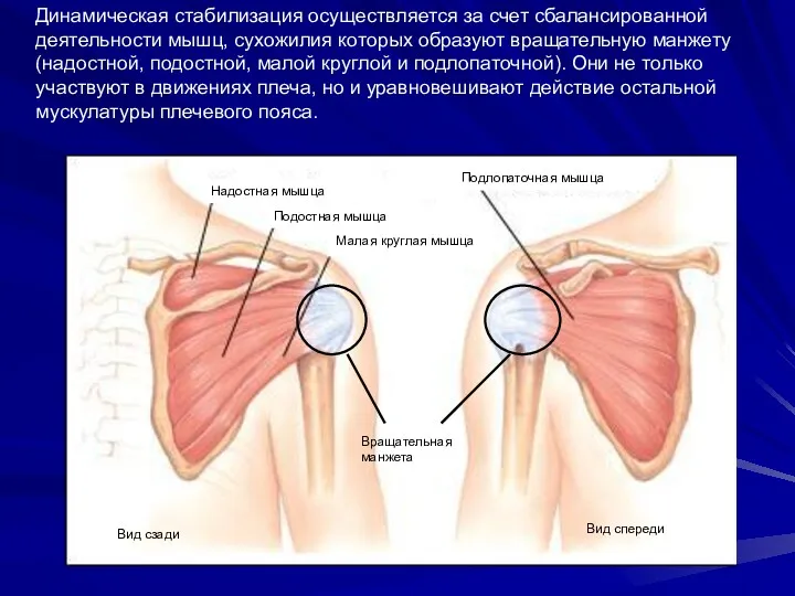 Динамическая стабилизация осуществляется за счет сбалансированной деятельности мышц, сухожилия которых