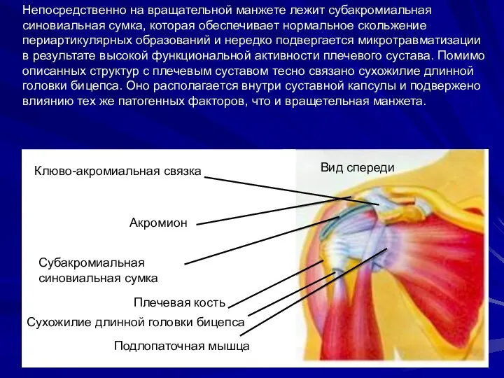 Непосредственно на вращательной манжете лежит субакромиальная синовиальная сумка, которая обеспечивает