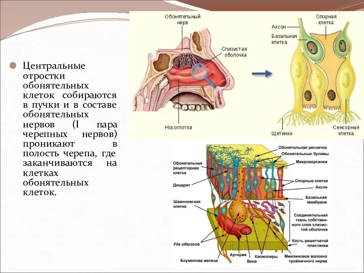 Центральные отростки обонятельных клеток собираются в пучки и в составе