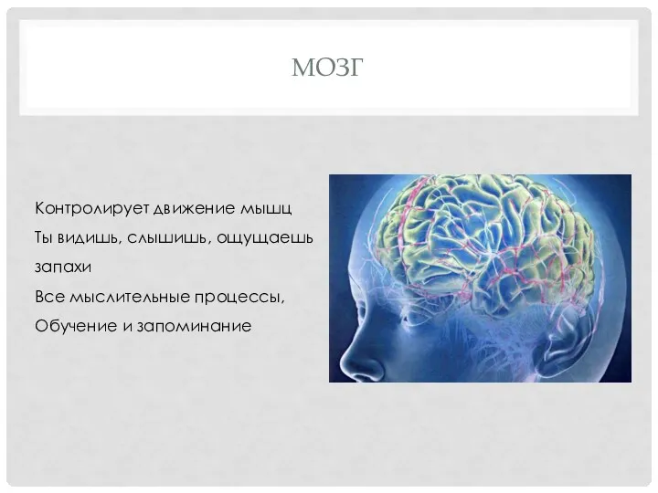 МОЗГ Контролирует движение мышц Ты видишь, слышишь, ощущаешь запахи Все мыслительные процессы, Обучение и запоминание
