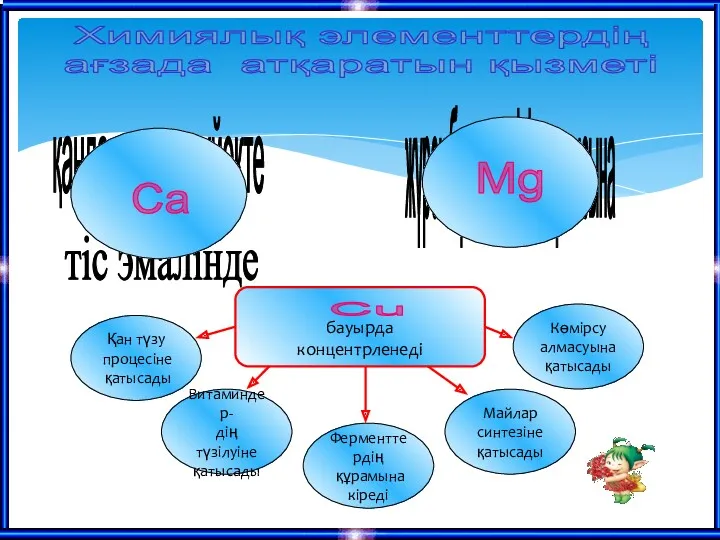 Химиялық элементтердің ағзада атқаратын қызметі бауырда концентрленеді Сu тіс эмалінде