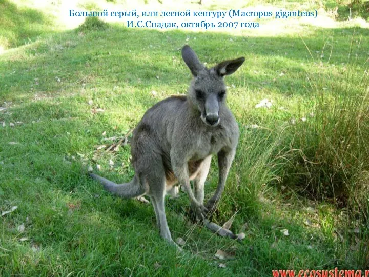 Большой серый, или лесной кенгуру (Macropus giganteus) И.С.Спадак, октябрь 2007 года