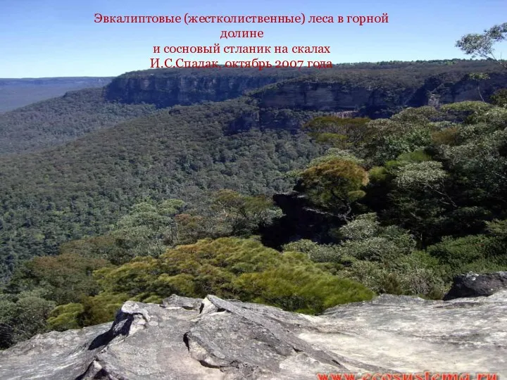 Эвкалиптовые (жестколиственные) леса в горной долине и сосновый стланик на скалах И.С.Спадак, октябрь 2007 года