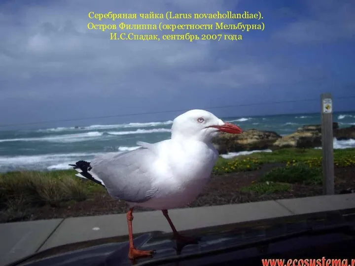 Серебряная чайка (Larus novaehollandiae). Остров Филиппа (окрестности Мельбурна) И.С.Спадак, сентябрь 2007 года