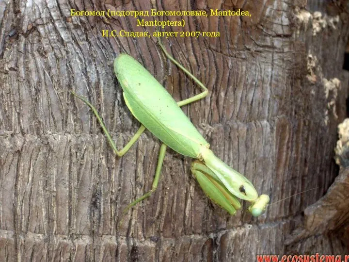 Богомол (подотряд Богомоловые, Mantodea, Mantoptera) И.С.Спадак, август 2007 года