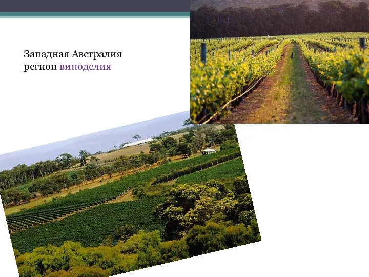 Западная Австралия регион виноделия