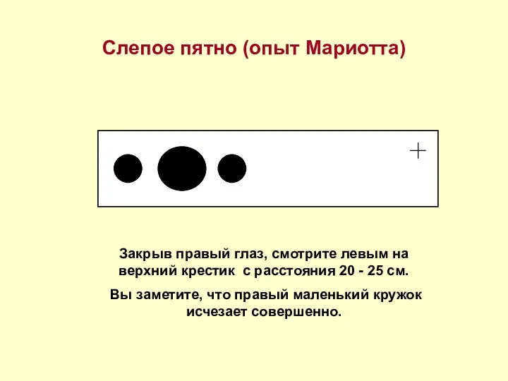 Слепое пятно (опыт Мариотта) Закрыв правый глаз, смотрите левым на