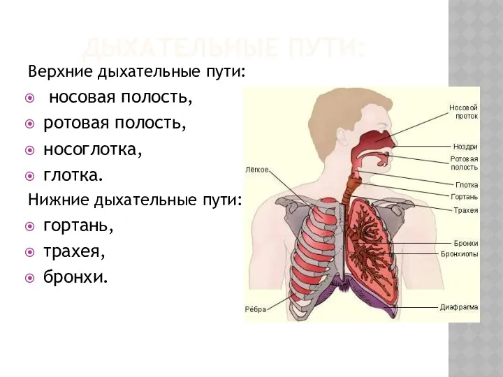 ДЫХАТЕЛЬНЫЕ ПУТИ: Верхние дыхательные пути: носовая полость, ротовая полость, носоглотка,