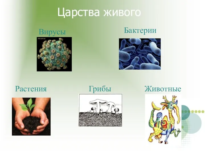 Царства живого Бактерии Вирусы Растения Грибы Животные