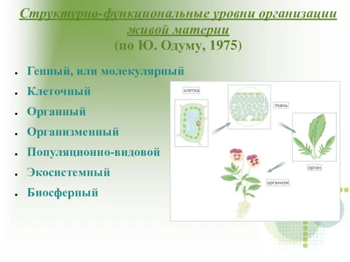 Структурно-функциональные уровни организации живой материи (по Ю. Одуму, 1975)‏ Генный,