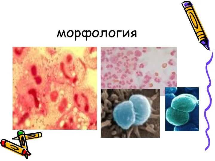 морфология