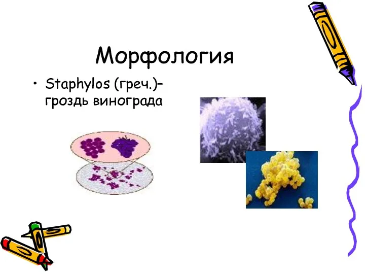 Морфология Staphylos (греч.)– гроздь винограда