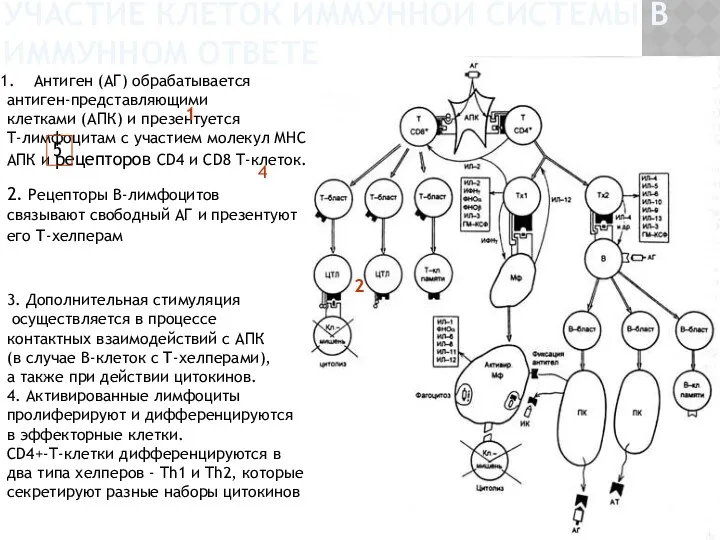 Антиген (АГ) обрабатывается антиген-представляющими клетками (АПК) и презентуется T-лимфоцитам с