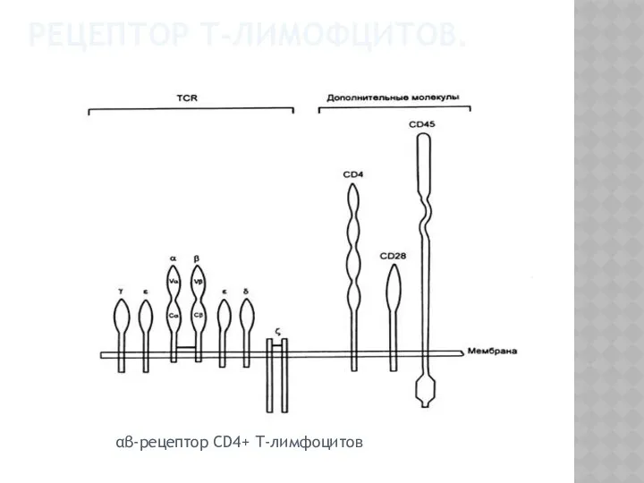 РЕЦЕПТОР Т-ЛИМОФЦИТОВ. αβ-рецептор CD4+ Т-лимфоцитов
