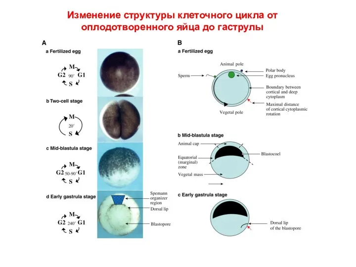 Изменение структуры клеточного цикла от оплодотворенного яйца до гаструлы