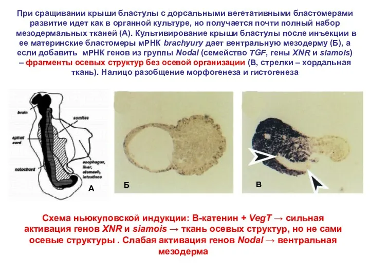 Схема ньюкуповской индукции: Β-катенин + VegT → сильная активация генов