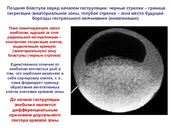 Поздняя бластула перед началом гаструляции: черные стрелки – граница сегрегации