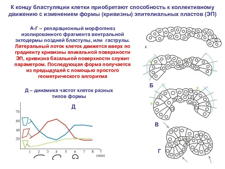 К концу бластуляции клетки приобретают способность к коллективному движению с