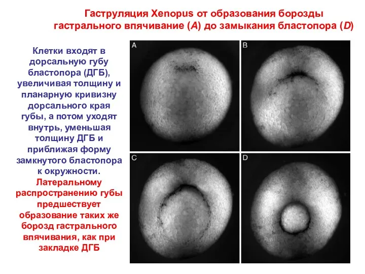 Гаструляция Xenopus от образования борозды гастрального впячивание (A) до замыкания