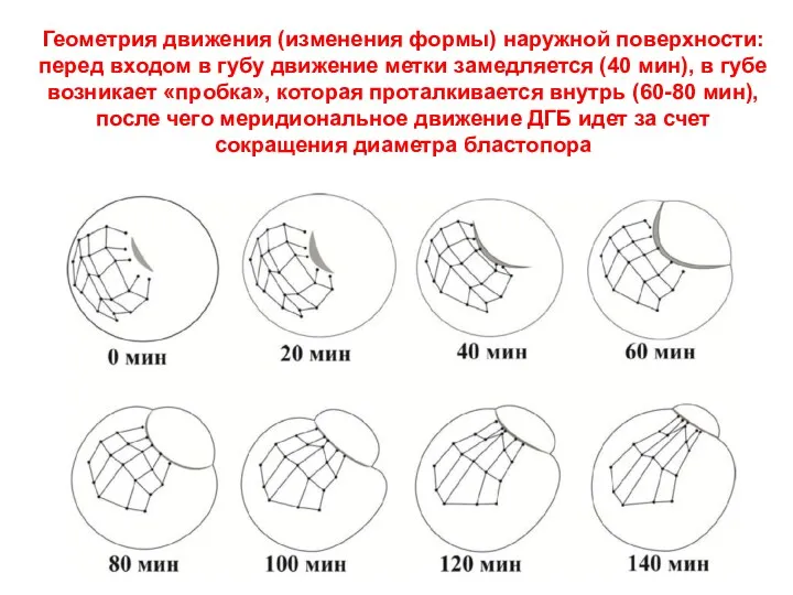 Геометрия движения (изменения формы) наружной поверхности: перед входом в губу