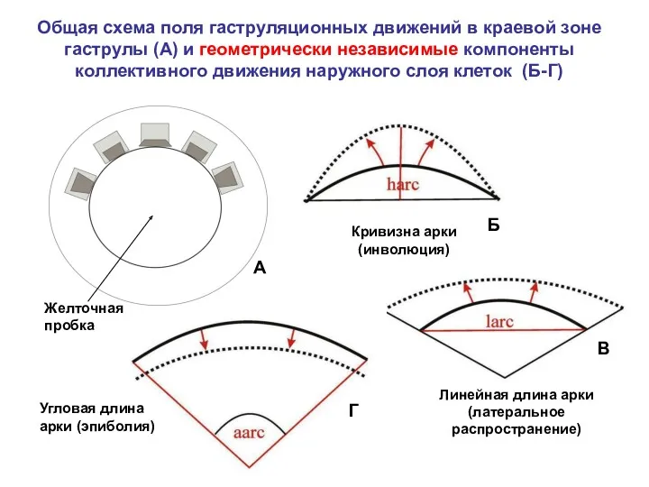 Общая схема поля гаструляционных движений в краевой зоне гаструлы (А)