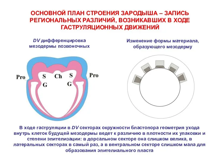 DV дифференцировка мезодермы позвоночных Изменение формы материала, образующего мезодерму В