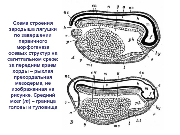 Схема строения зародыша лягушки по завершении первичного морфогенеза осевых структур