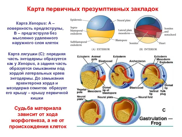 Карта первичных презумптивных закладок А Б C Карта Xenopus: А