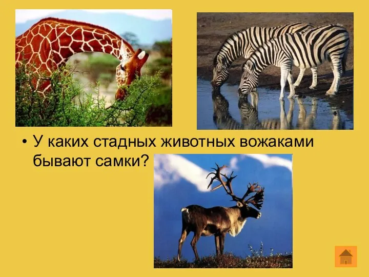 У каких стадных животных вожаками бывают самки?