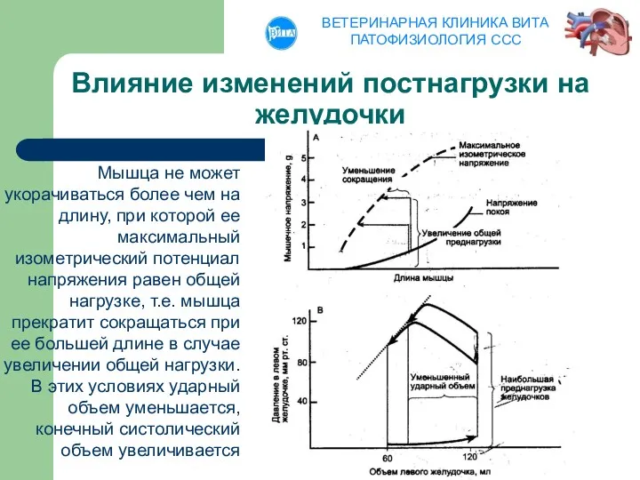 Влияние изменений постнагрузки на желудочки Мышца не может укорачиваться более